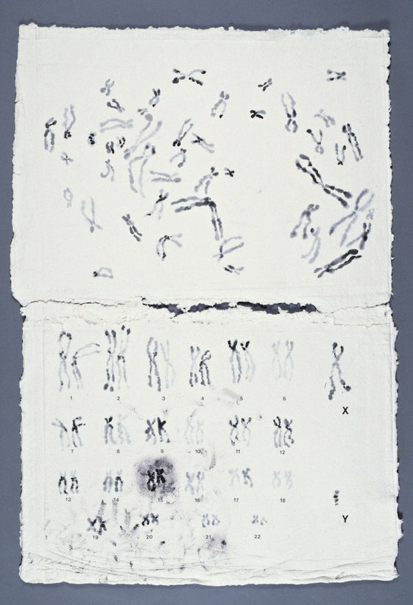 Drawings of chromosomes on paper